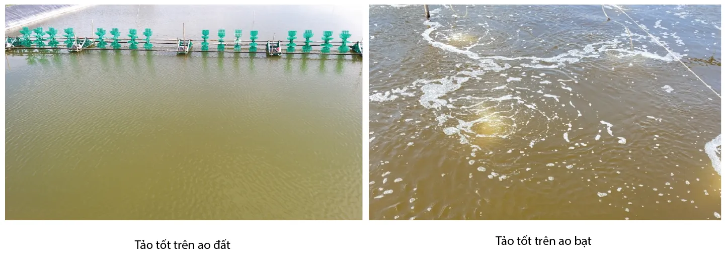 good_algae_and_bad_algae-01