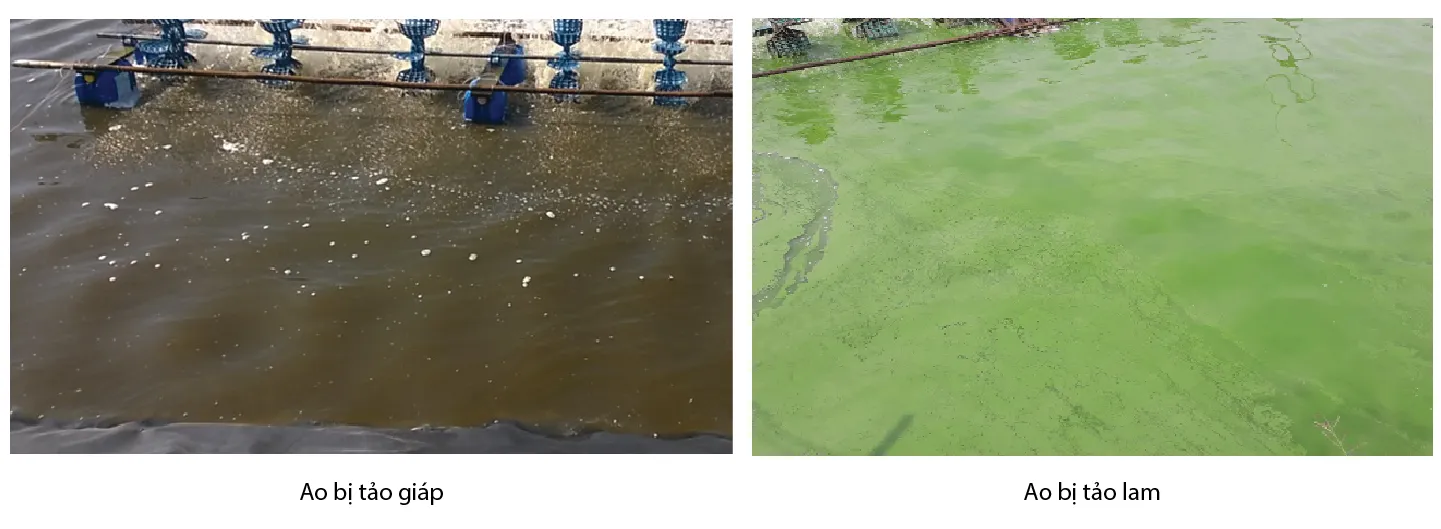 good_algae_and_bad_algae-02