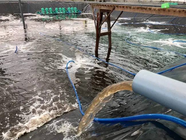 biofloc-shrimp-farm-2