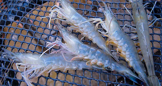 glass_post_larvae