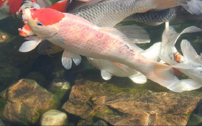 koi-fish-with-red-body-5