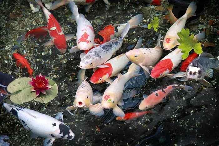 overview-of-koi-fish-01-a-dong-garden