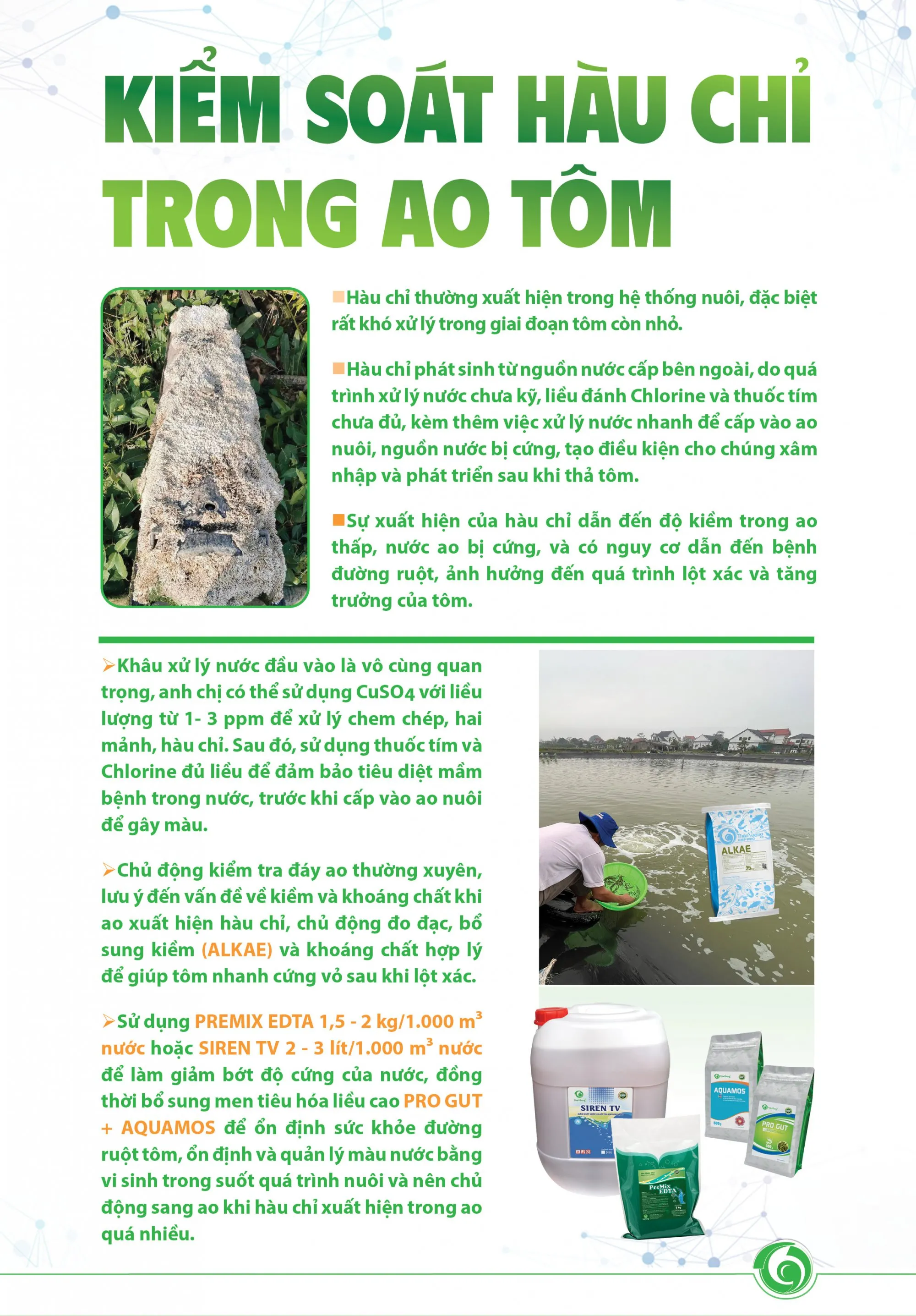 KIYM_SOAT_HAU_CHY_TRONG_AO_TOM
