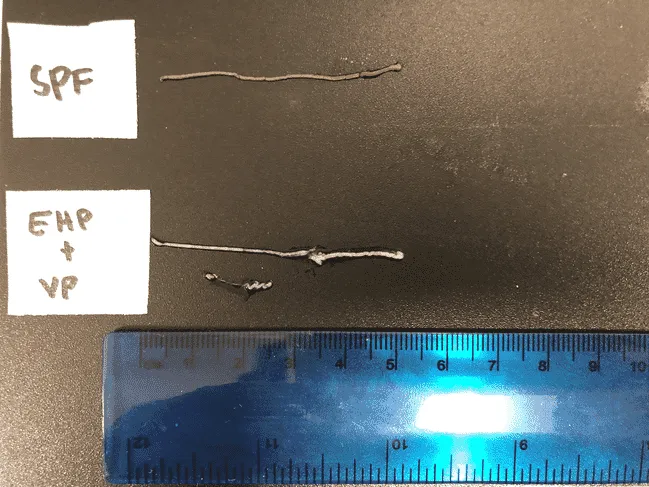 Shrimp-intestines-with-EHP-credit-Phibro