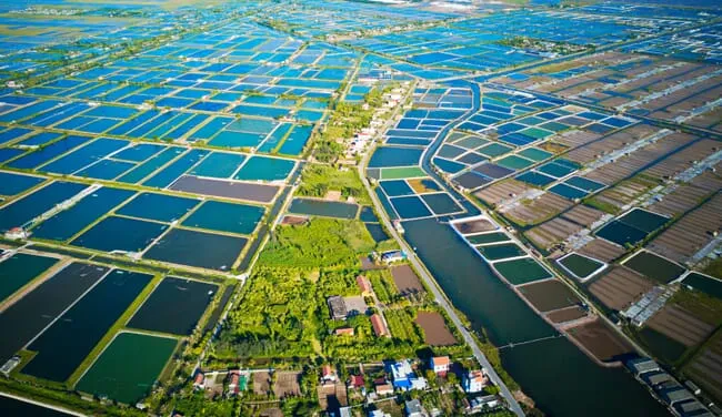 shrimp-farm-aerial-giao-thuy-vietnam-credit-shutterstock-1453240352