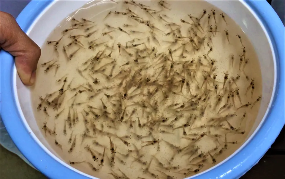 shrimp_larvae