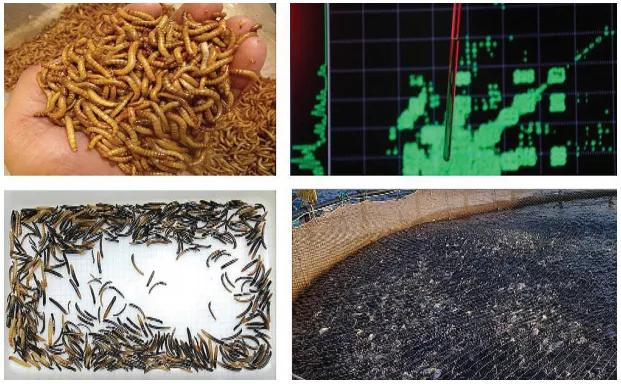 yellow_mealworm