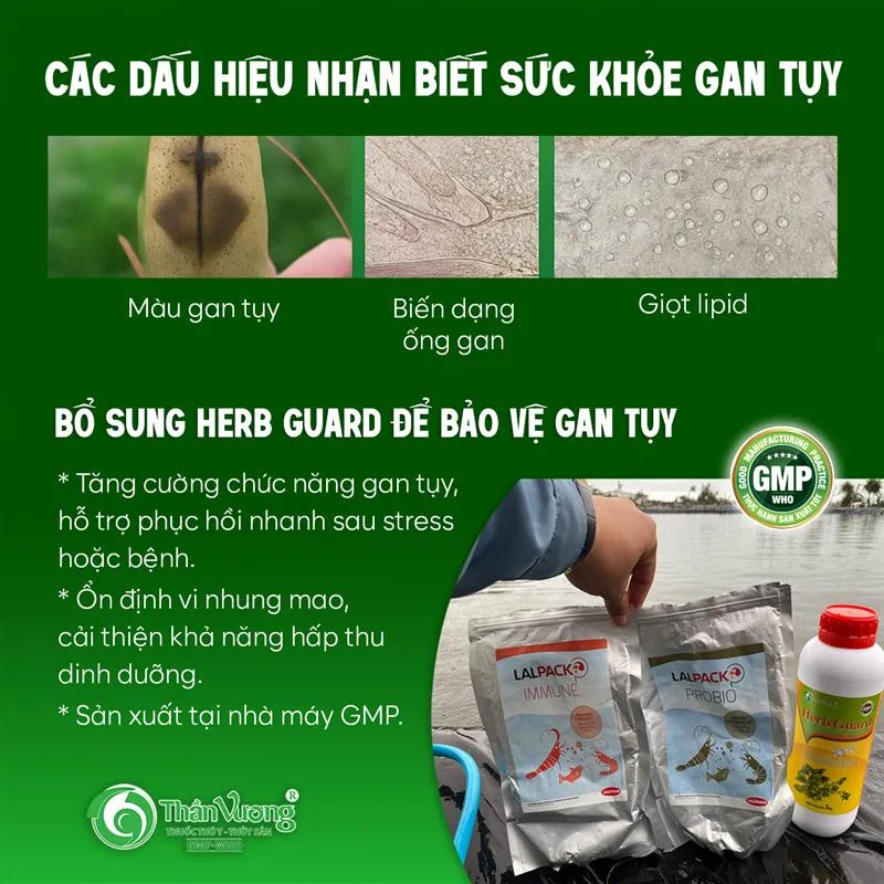 Herb_guard-Signs_to_recognize_hepatopancreas_health_vuong