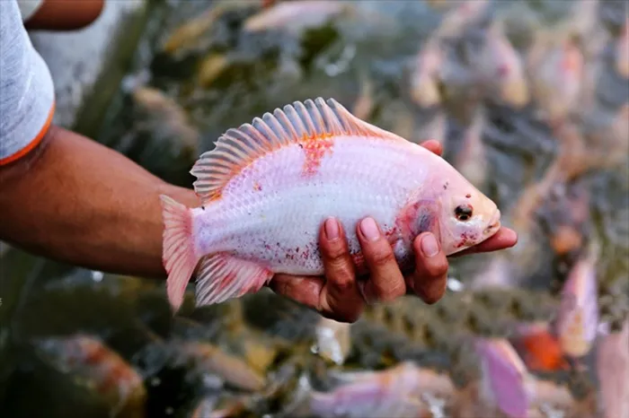 red tilapia