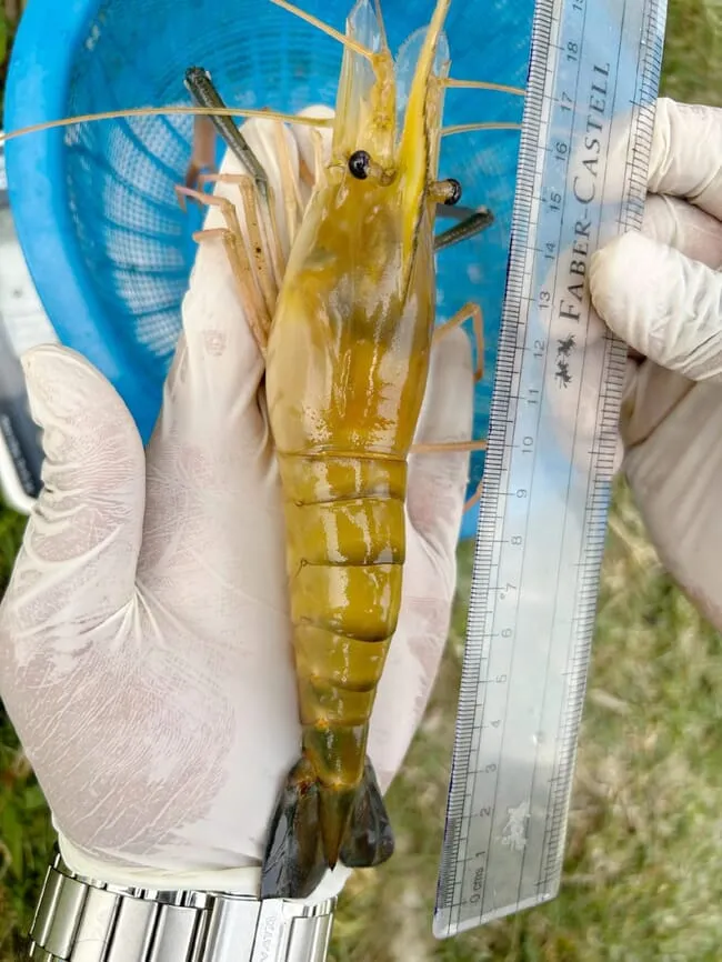 Assam-Genetically-improved-giant-river-prawn-credit-Gurvinder-Singh