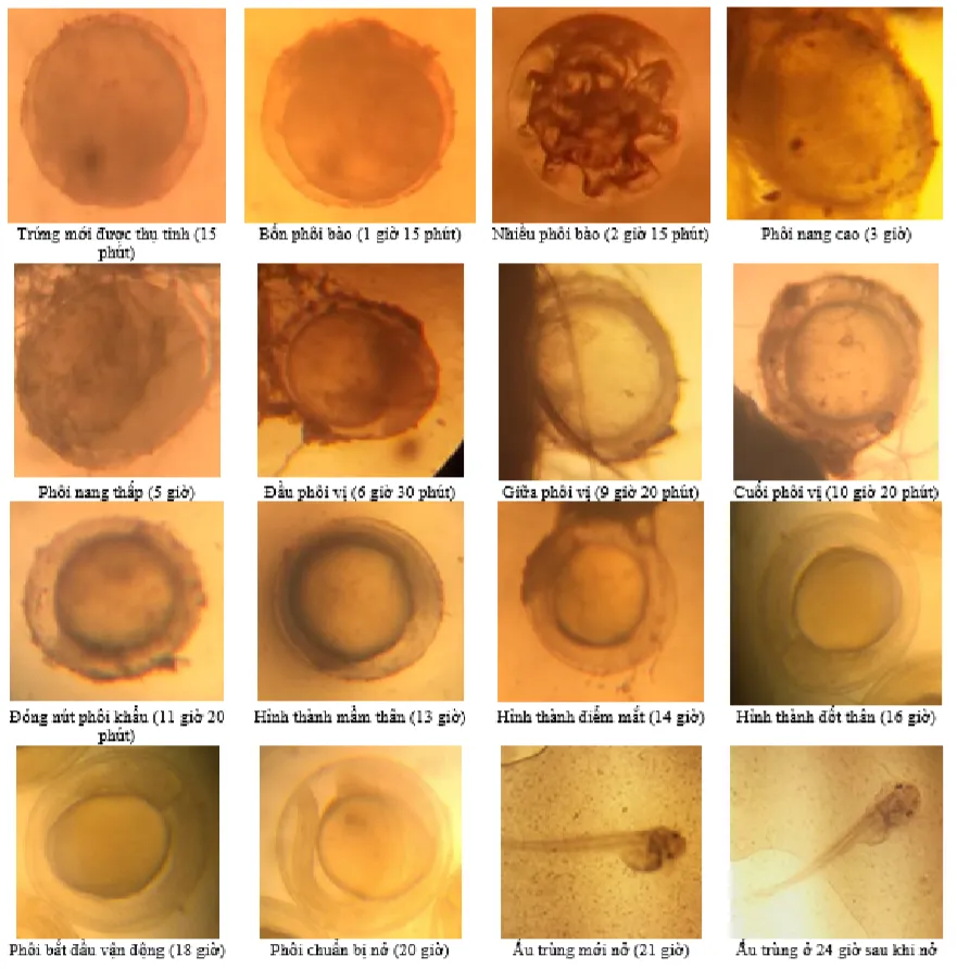 Embryonic development stages of Striped Dwarf Catfish (embryo and larval sizes not to scale)