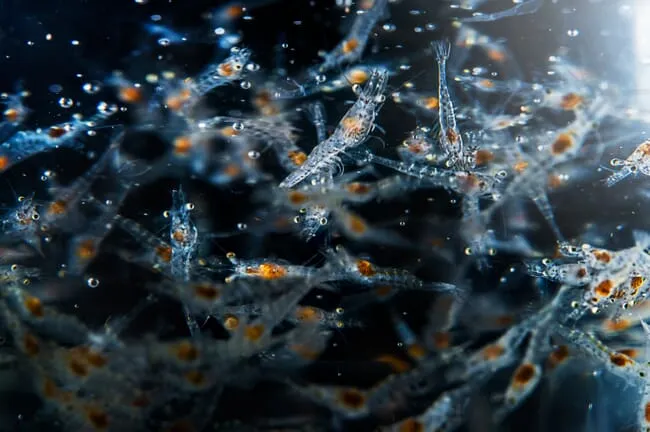 juvenile-vannamei-shrimp