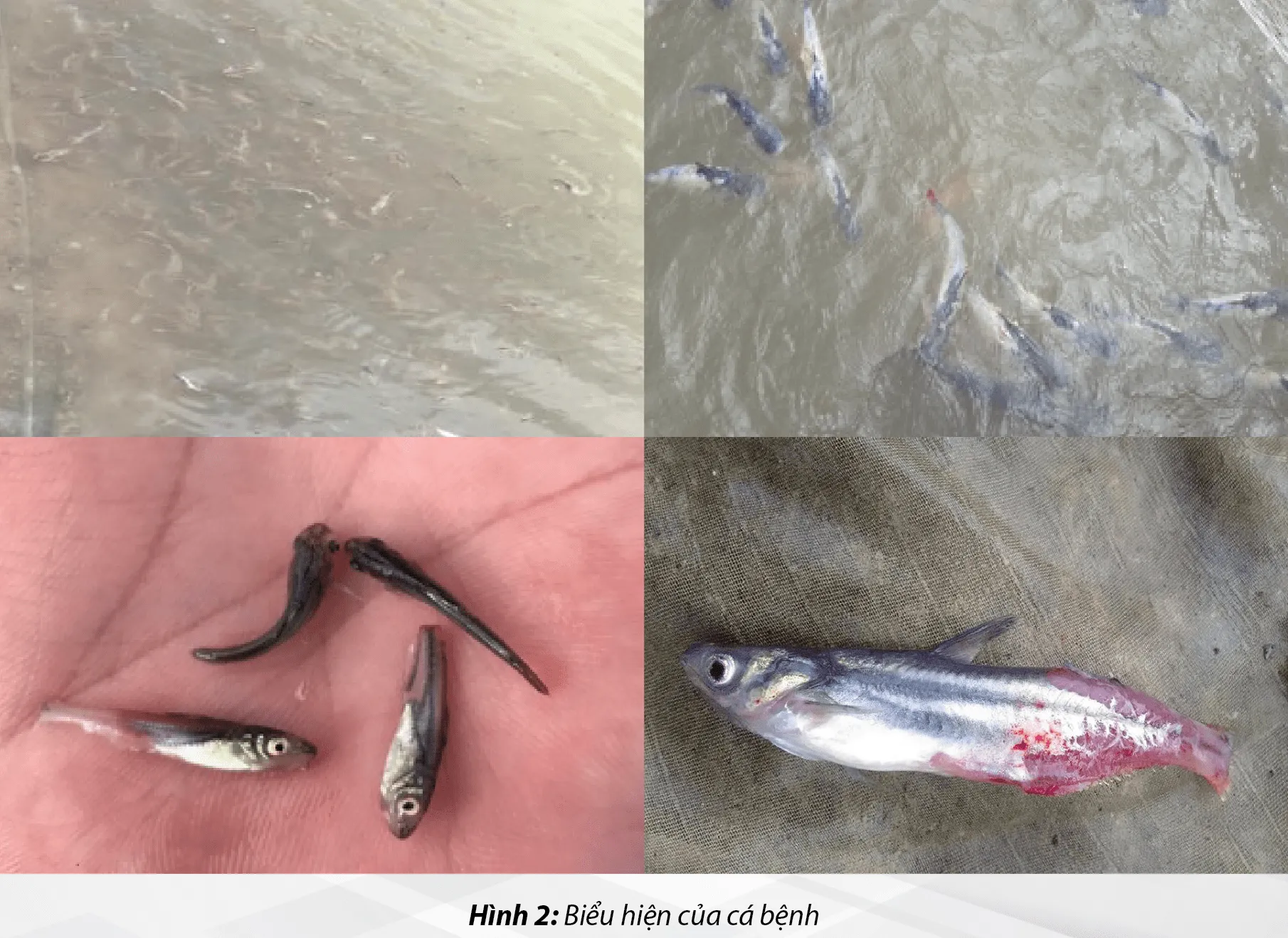 Technical_Solutions___Prevention_and_Treatment_of_Fin_Rot_Disease_in_Fingerlings___P1_05-min
