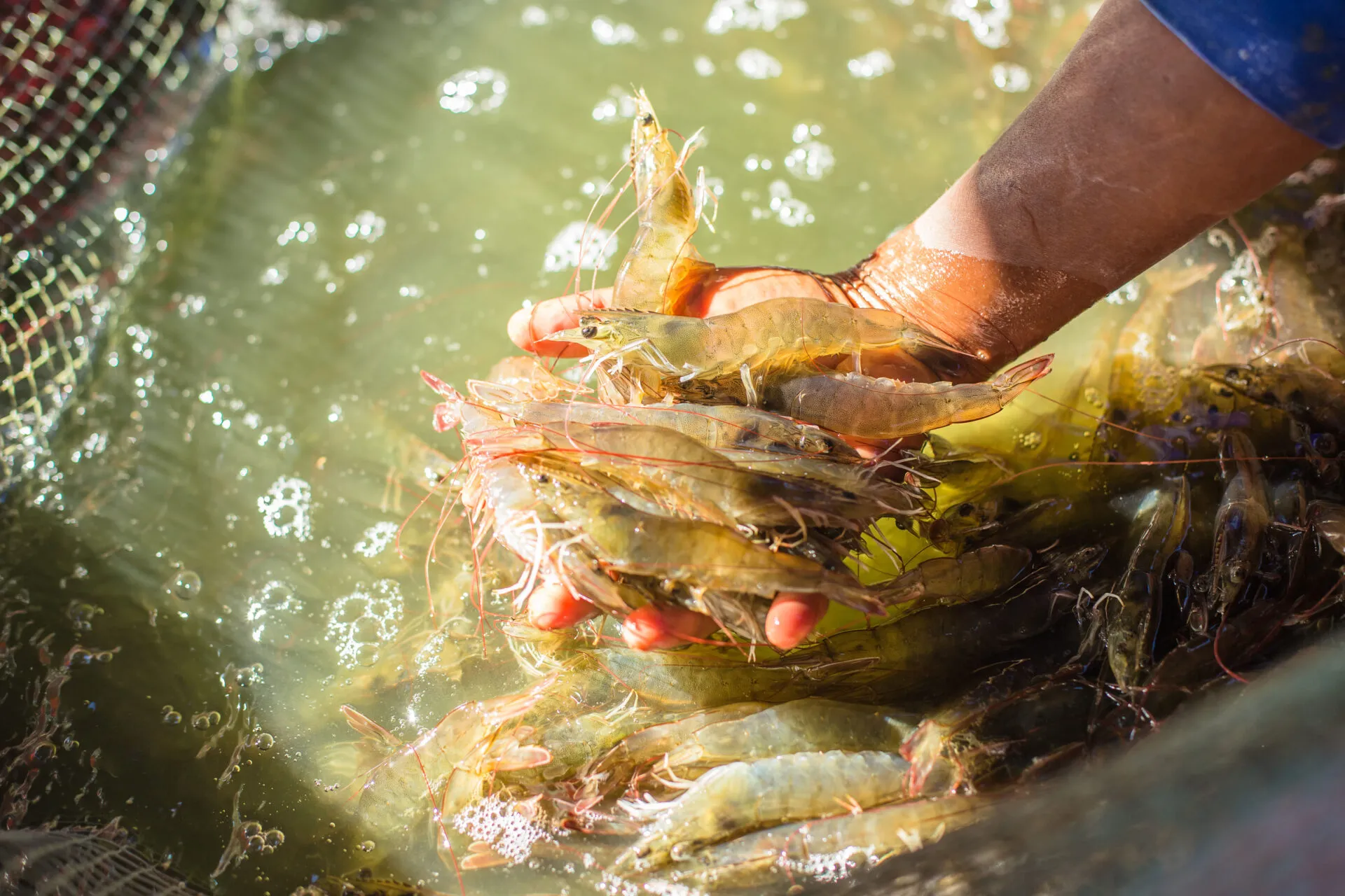 SHRIMP_IN_HANDS_01-1920x1280