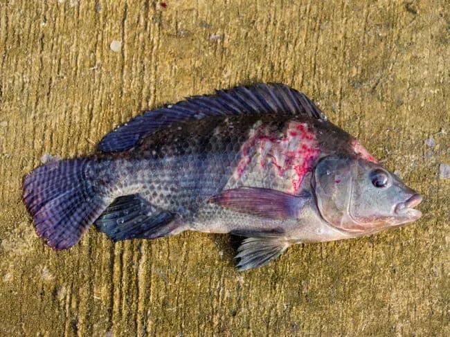 Tilapia-infected-with-Aeromonas-min_2