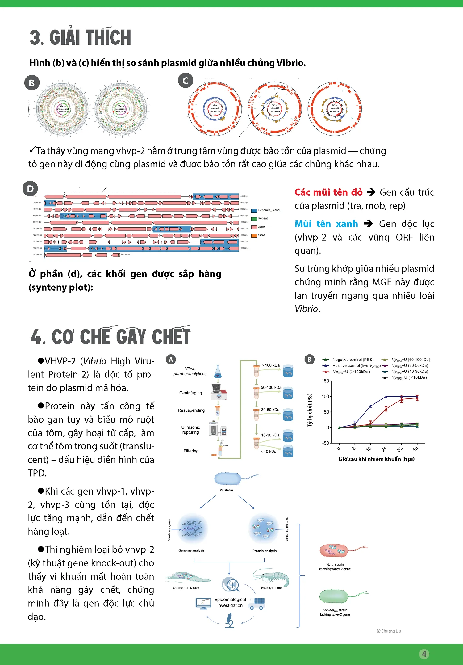 BYNH_TPD_Y_YHighly_Lethal_Vibrio_DiseaseY_cYp_nhYt4