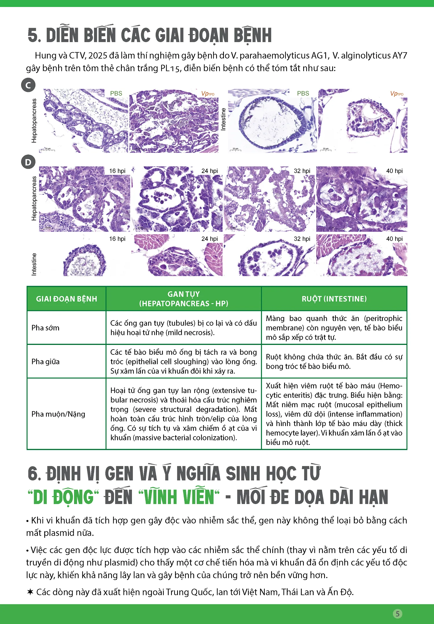 BYNH_TPD_Y_YHighly_Lethal_Vibrio_DiseaseY_cYp_nhYt5