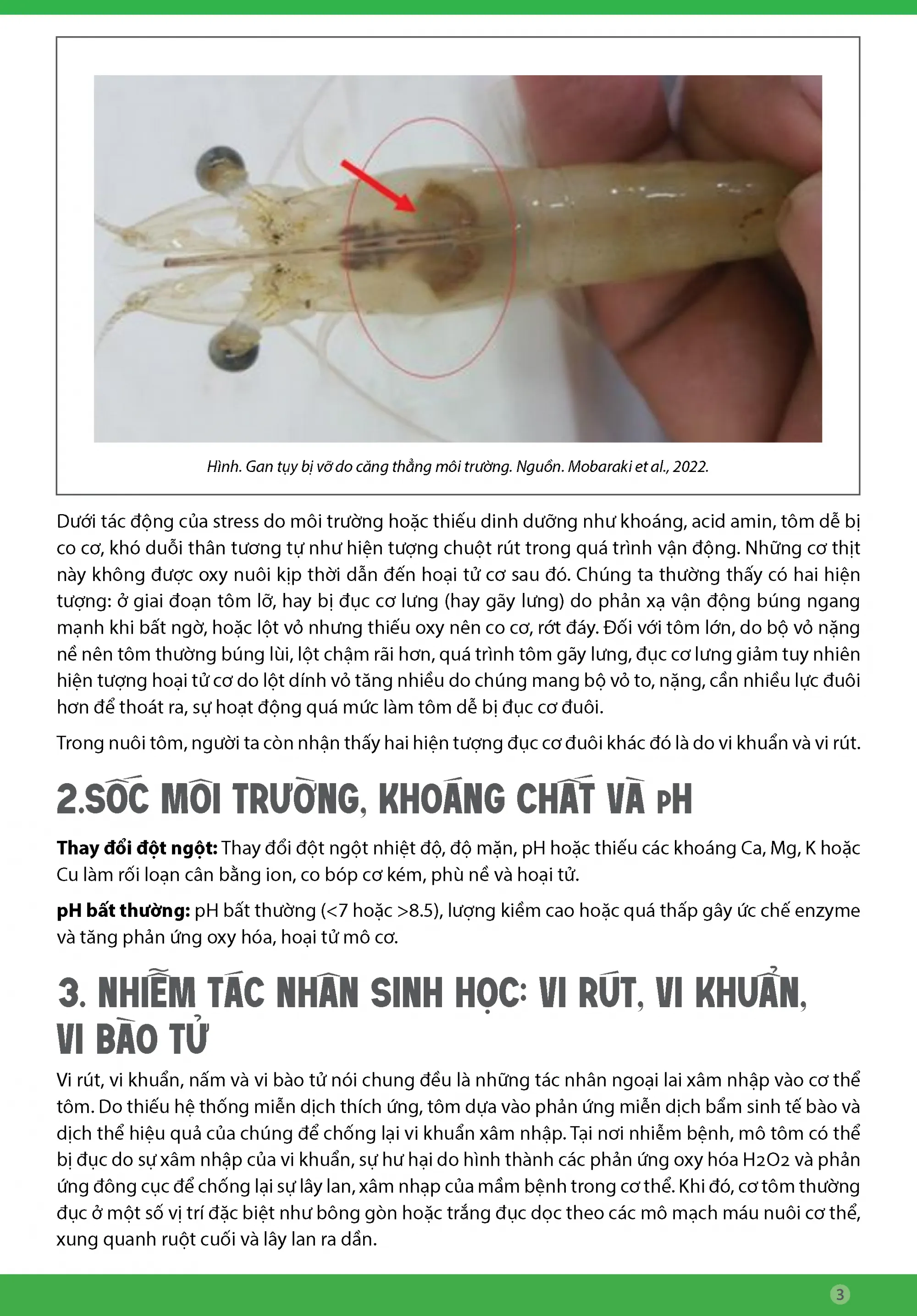 TYng_hYp_nguyen_nhan_va_cY_chY_trYng_YYc_cY_Y_tom_thY_chan_trYng_trong_ao_nuoi_khi_thYi_tiYt_biYn_YYng3