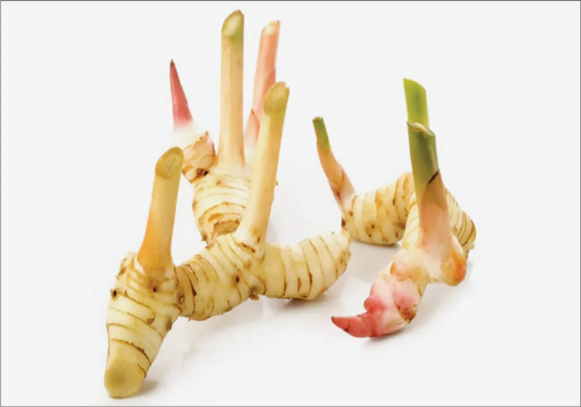 Galangal_1