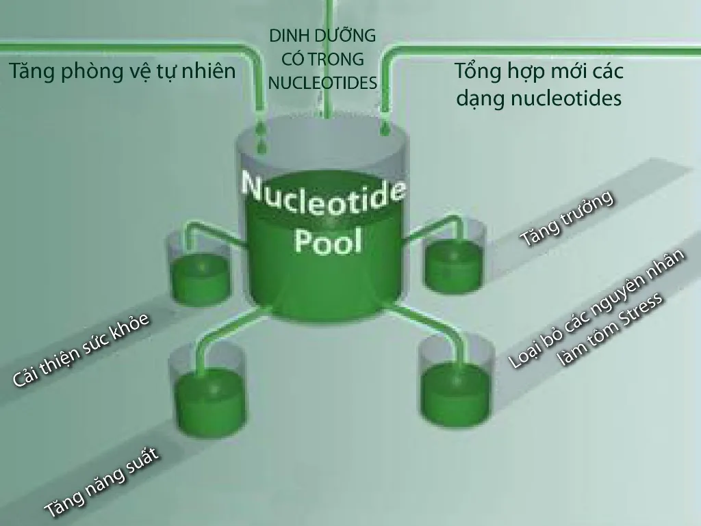 Nucleotides_2
