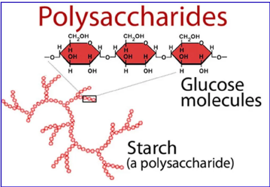 Polysaccharides_1
