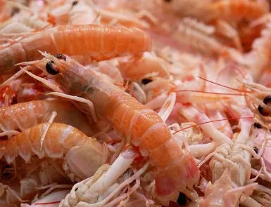 white_spot_disease_shrimp_qc