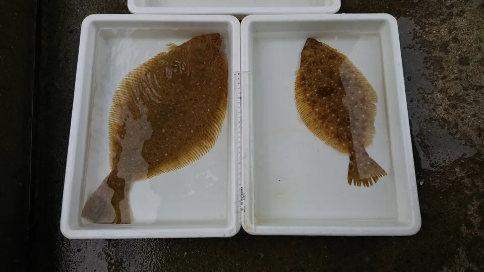 Green-LED-flounders_1500-960x540