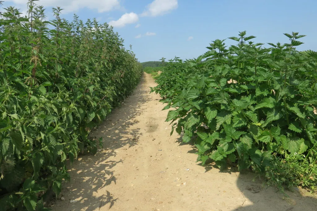 Nettle-crop-1024x683