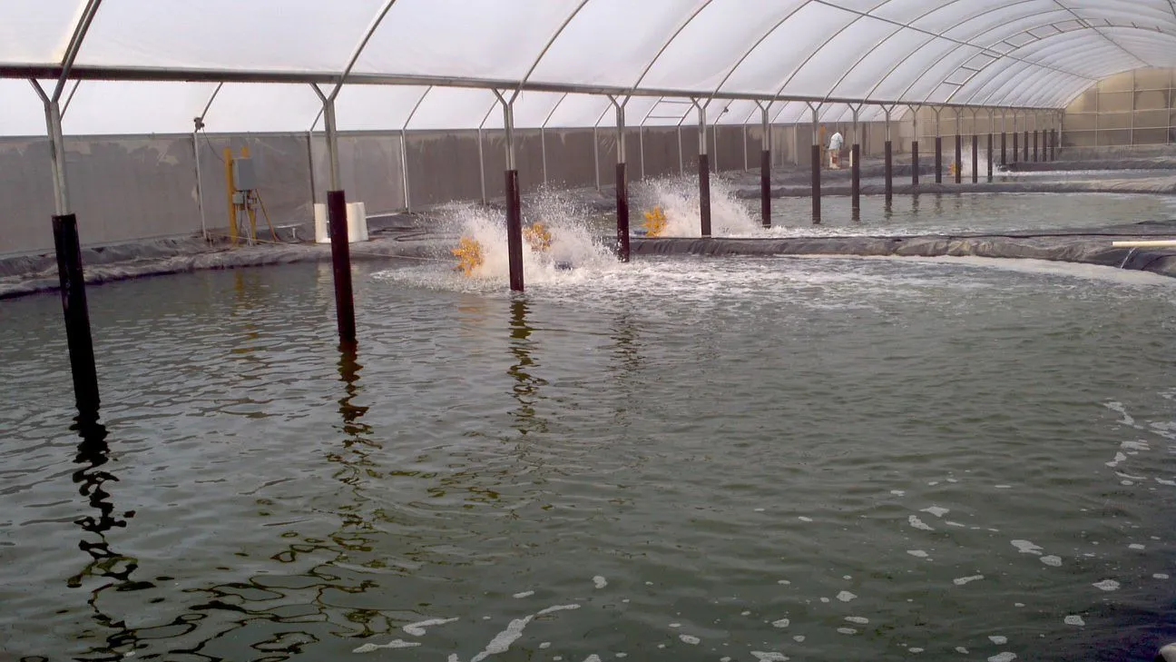 indoor shrimp farming