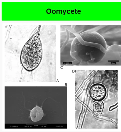 Oomycota