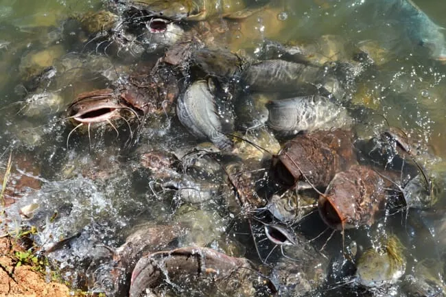 catfish-feeding-credit-shutterstock-1286713363