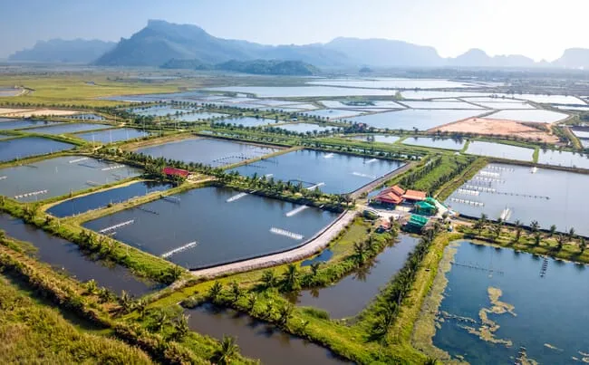 shrimp-farm-thailand-credit-shutterstock-1052157608