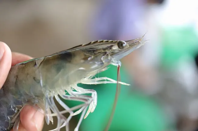 shrimp-head-close-up-credit-shutterstock-2056191998