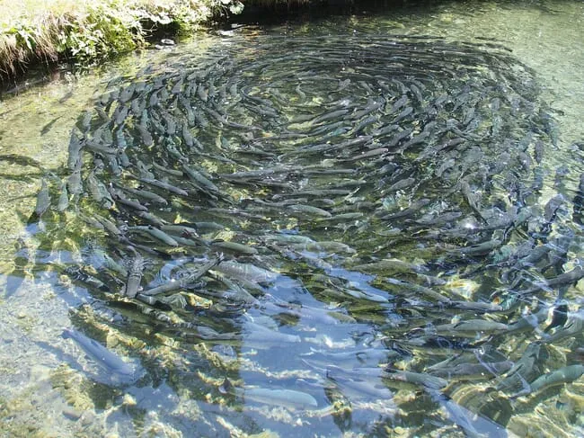 trout-in-a-pond