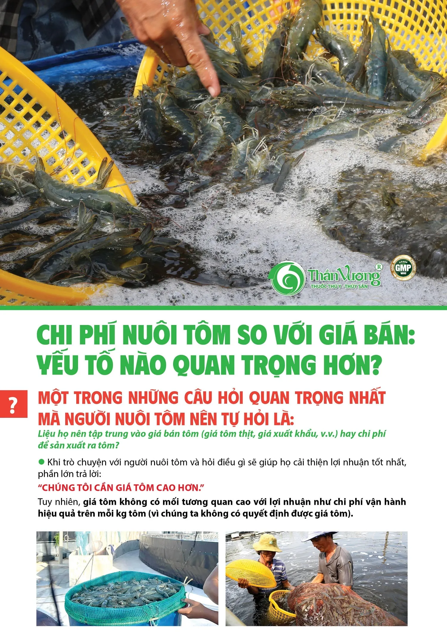 Chi_phi_nuoi_tom_so_vYi_gia_ban_YYu_tY_nao_quan_trYng_hYn-min