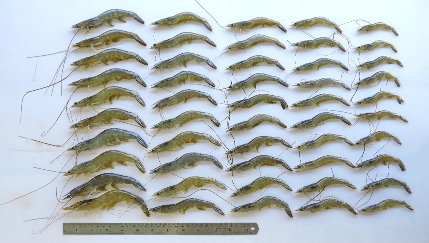 McINTOSH_slow-grow-shrimp_1500-min