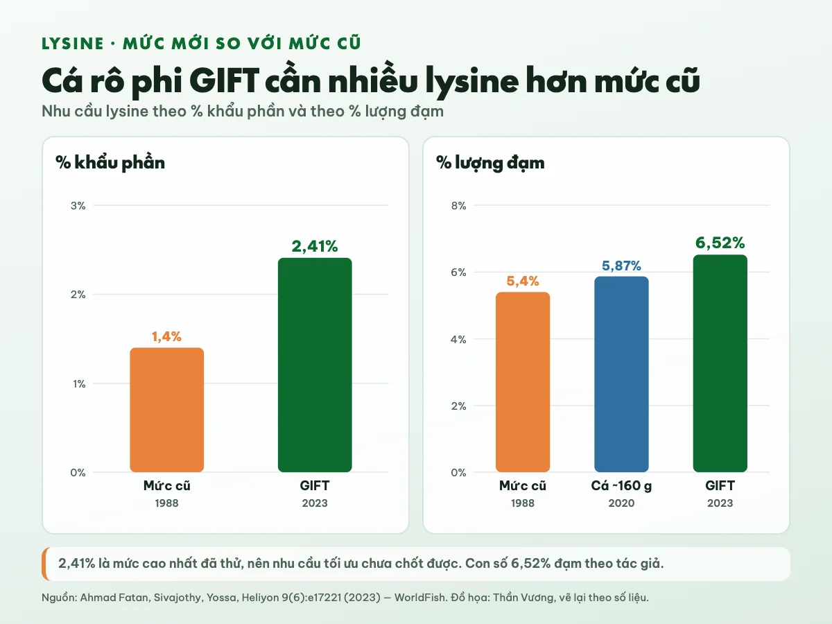 So sánh nhu cầu lysine của cá rô phi: mức cũ 1,4% khẩu phần, tương đương 5,4% lượng đạm (1988); 5,87% lượng đạm cho cá khoảng 160 g (2020); cá GIFT 2,41% khẩu phần, khoảng 6,5% lượng đạm (2023)