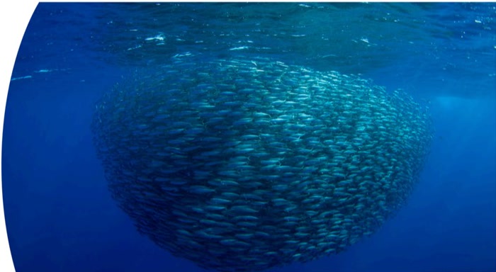 Đàn cá cơm ngoài khơi Peru
