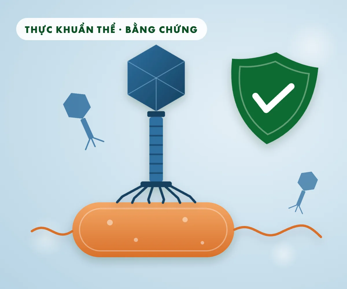 Minh họa: thực khuẩn thể (phage) bám trên vi khuẩn hình que, bên cạnh khiên bảo vệ