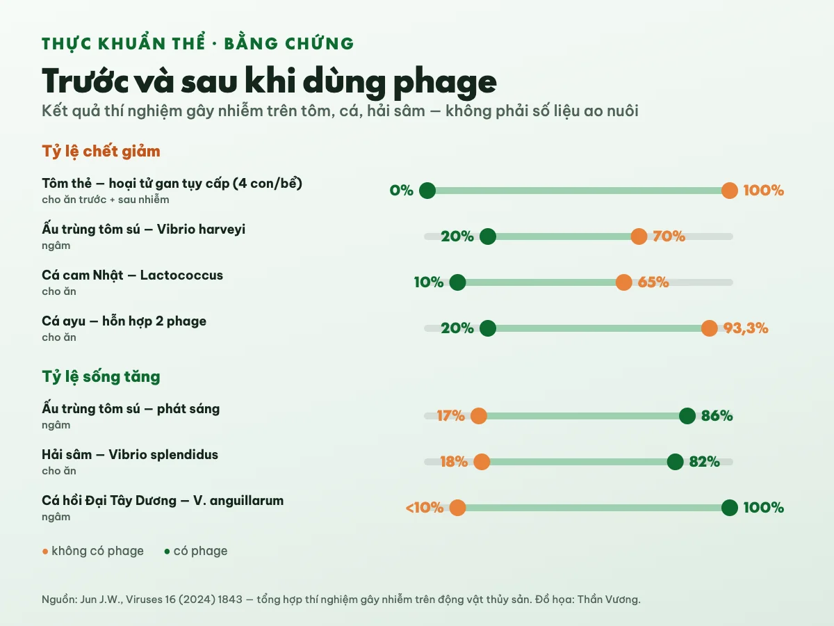Biểu đồ tỷ lệ chết và tỷ lệ sống trước và sau khi dùng phage trong thí nghiệm: tôm thẻ nhiễm bệnh hoại tử gan tụy cấp (4 con mỗi bể) được cho ăn phage trước và sau khi nhiễm chết từ 100% còn 0%; ấu trùng tôm sú nhiễm Vibrio harveyi chết từ 70% còn 20%, sống từ 17% lên 86%; cá cam Nhật chết từ 65% còn 10%; cá ayu chết từ 93,3% còn 20%; hải sâm sống từ 18% lên 82%; cá hồi Đại Tây Dương sống từ dưới 10% lên 100%