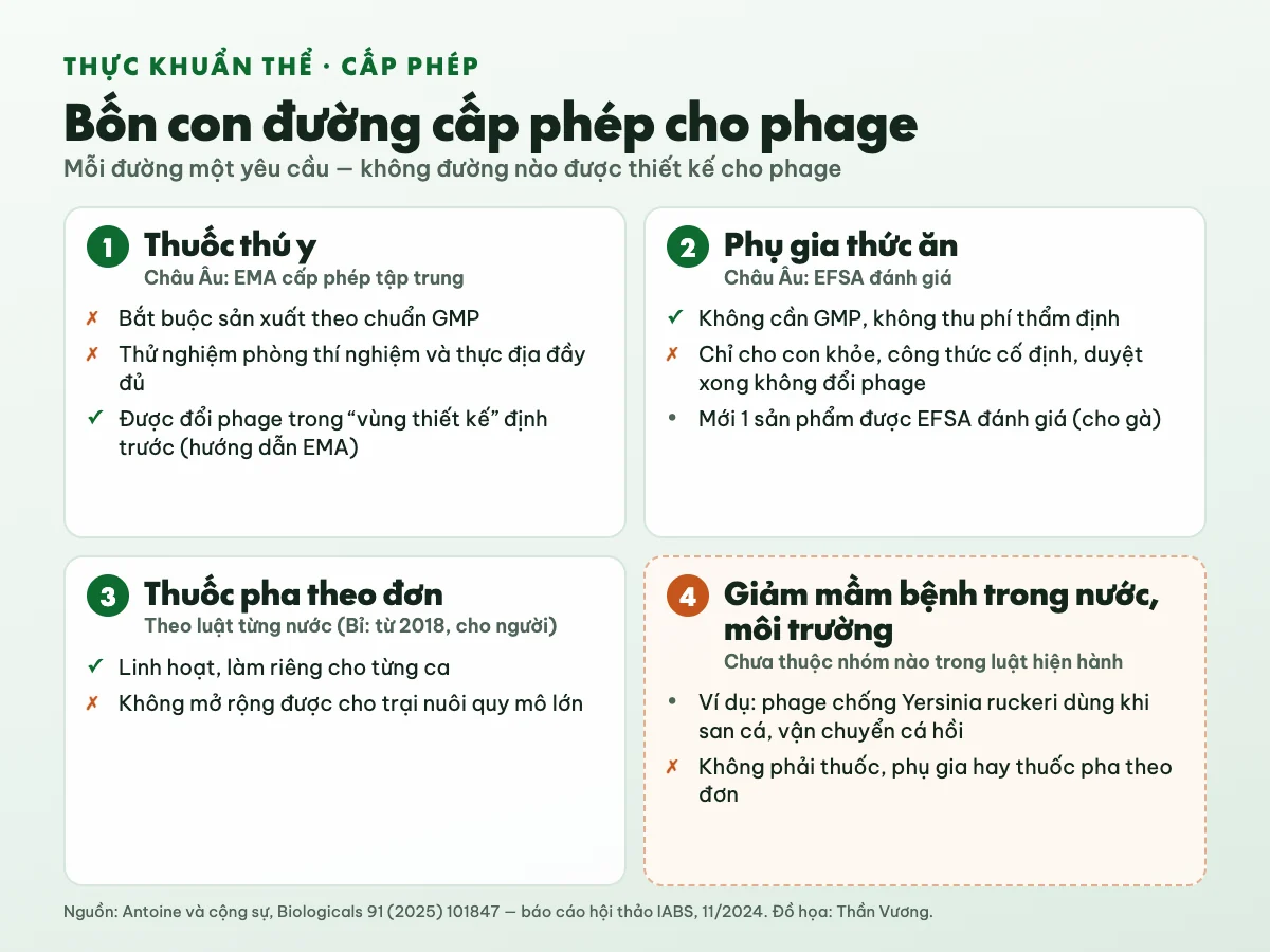 Sơ đồ bốn con đường cấp phép cho thực khuẩn thể (phage): thuốc thú y do EMA cấp phép tập trung, bắt buộc GMP; phụ gia thức ăn do EFSA đánh giá, không cần GMP nhưng công thức cố định; thuốc pha theo đơn theo luật từng nước, không mở rộng cho trại lớn; dùng phage giảm mầm bệnh trong nước chưa thuộc nhóm nào