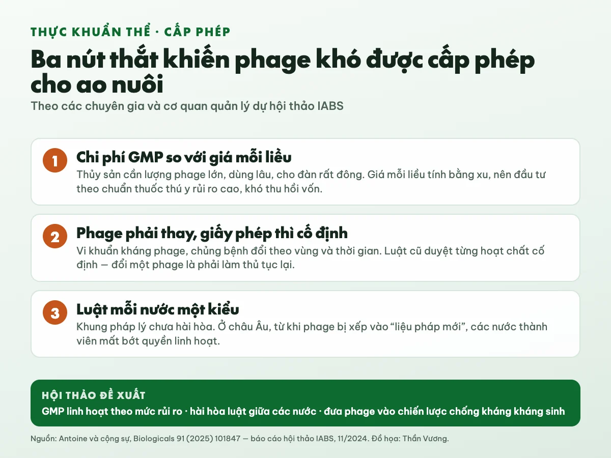 Ba nút thắt khiến phage khó được cấp phép cho nuôi trồng thủy sản: chi phí GMP so với giá mỗi liều tính bằng xu; phage phải thay khi vi khuẩn kháng nhưng giấy phép cố định; luật mỗi nước một kiểu. Hội thảo đề xuất GMP linh hoạt theo rủi ro, hài hòa luật và đưa phage vào chiến lược chống kháng kháng sinh