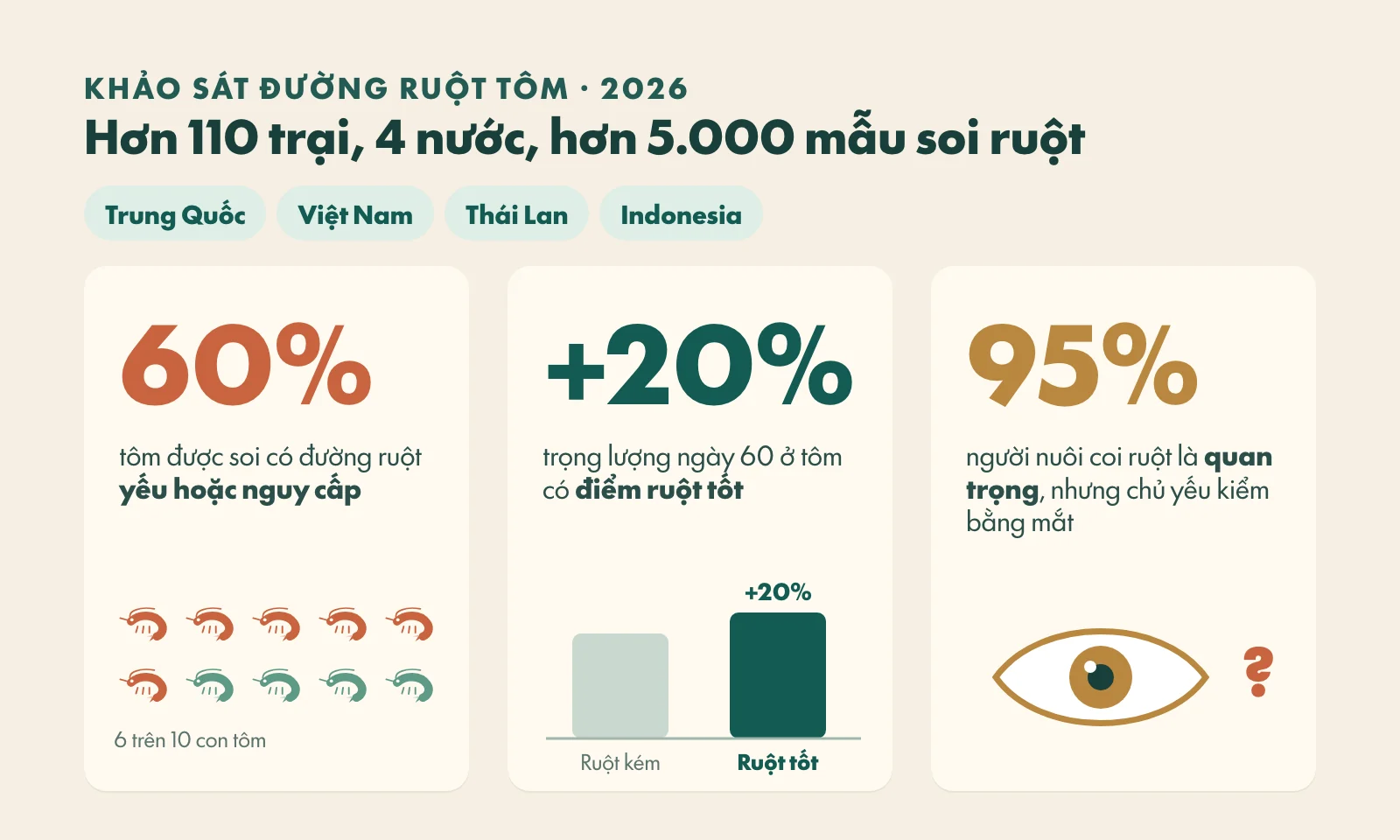 Ba con số chính của khảo sát: 60% tôm có đường ruột yếu hoặc nguy cấp, tôm có điểm ruột tốt nặng hơn 20% ở ngày 60, 95% người nuôi coi ruột là quan trọng