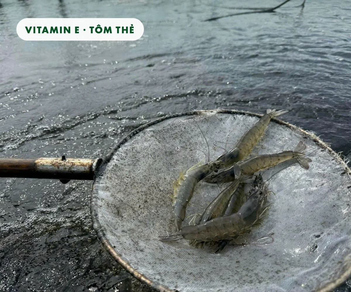 Minh họa: tôm thẻ chân trắng bên viên nang vitamin E màu vàng