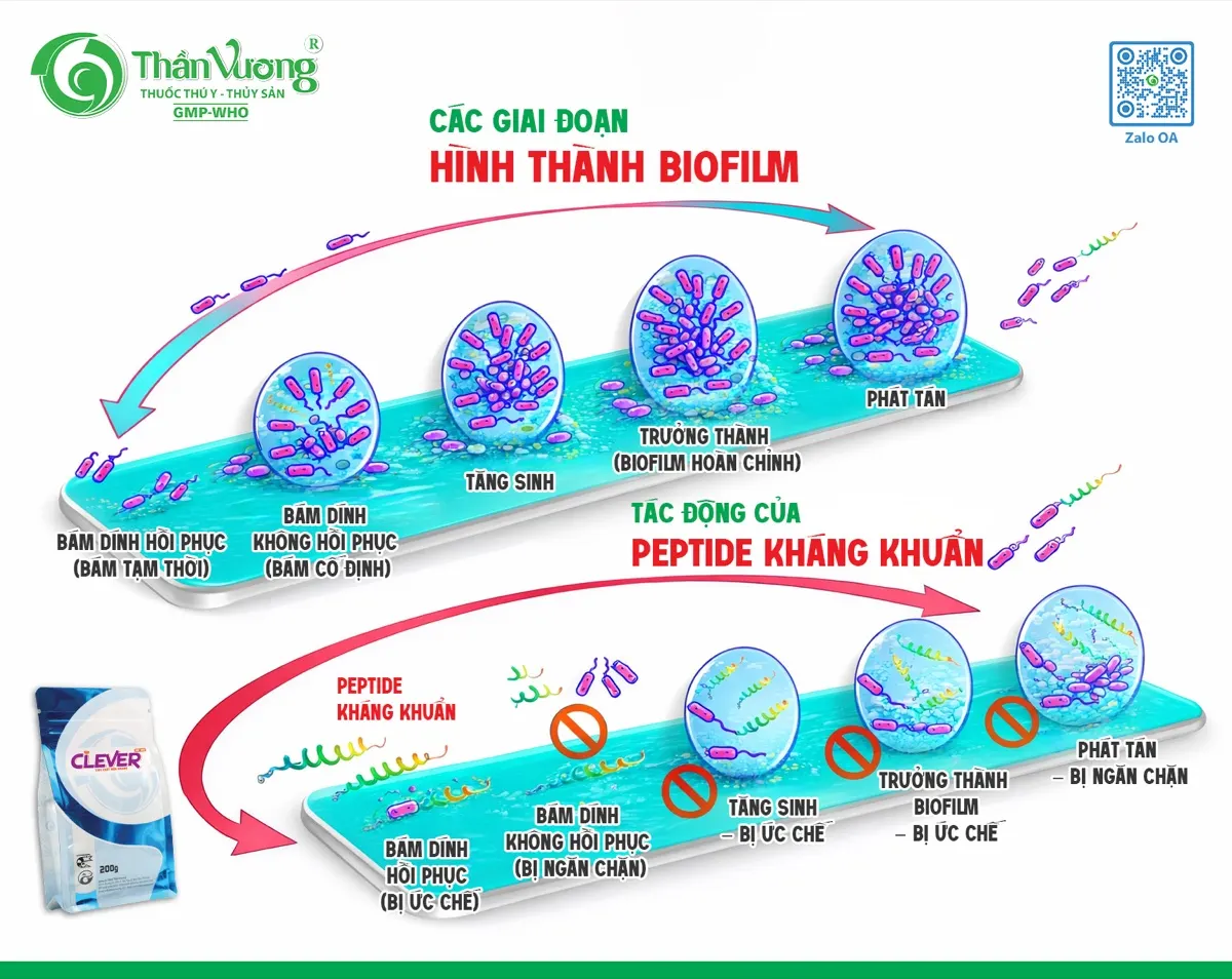 Các giai đoạn hình thành biofilm và cách phá vỡ — kiến thức cốt lõi kiểm soát Vibrio