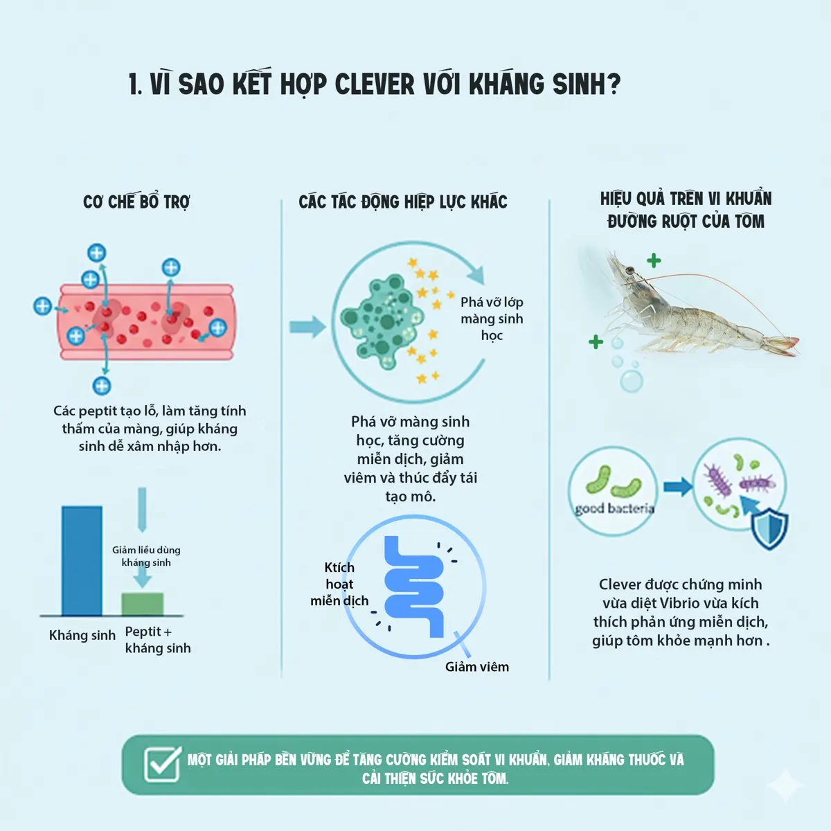 CLEVER + Kháng sinh — phối hợp peptit kháng khuẩn để tăng hiệu quả & giảm kháng thuốc