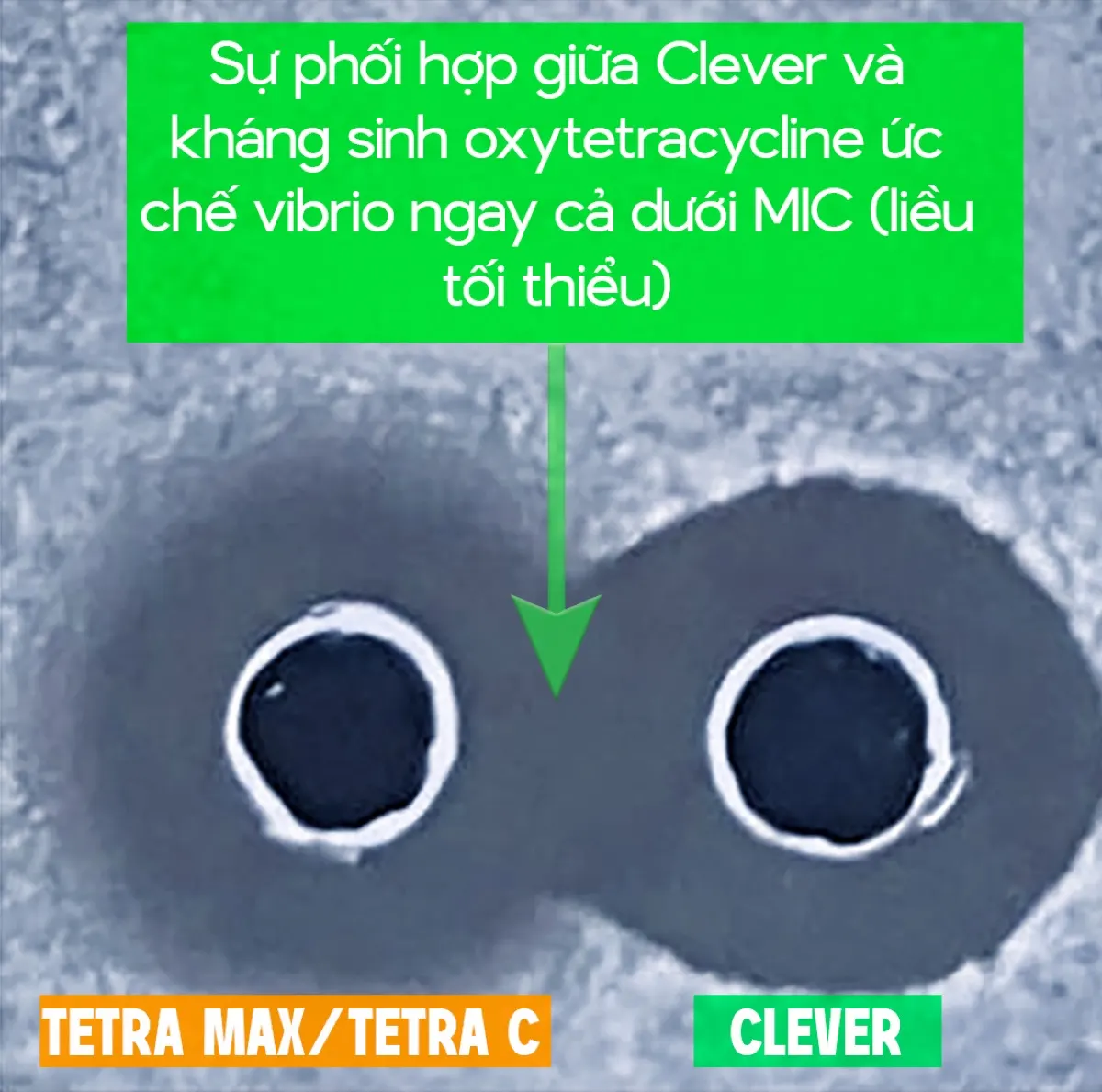 CLEVER + TETRA MAX — phối hợp peptit & kháng sinh giảm liều, tăng hiệu quả