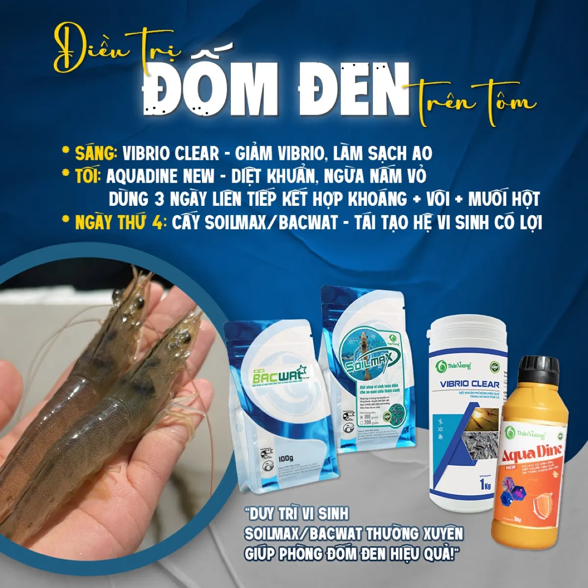 Phác đồ điều trị bệnh đốm đen trên tôm — kiểm soát tổn thương vỏ và nhiễm khuẩn thứ cấp