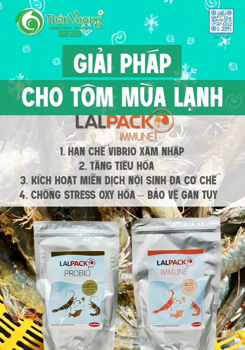 Giải pháp nuôi tôm mùa lạnh — chống stress nhiệt độ thấp với LALPACK IMMUNE