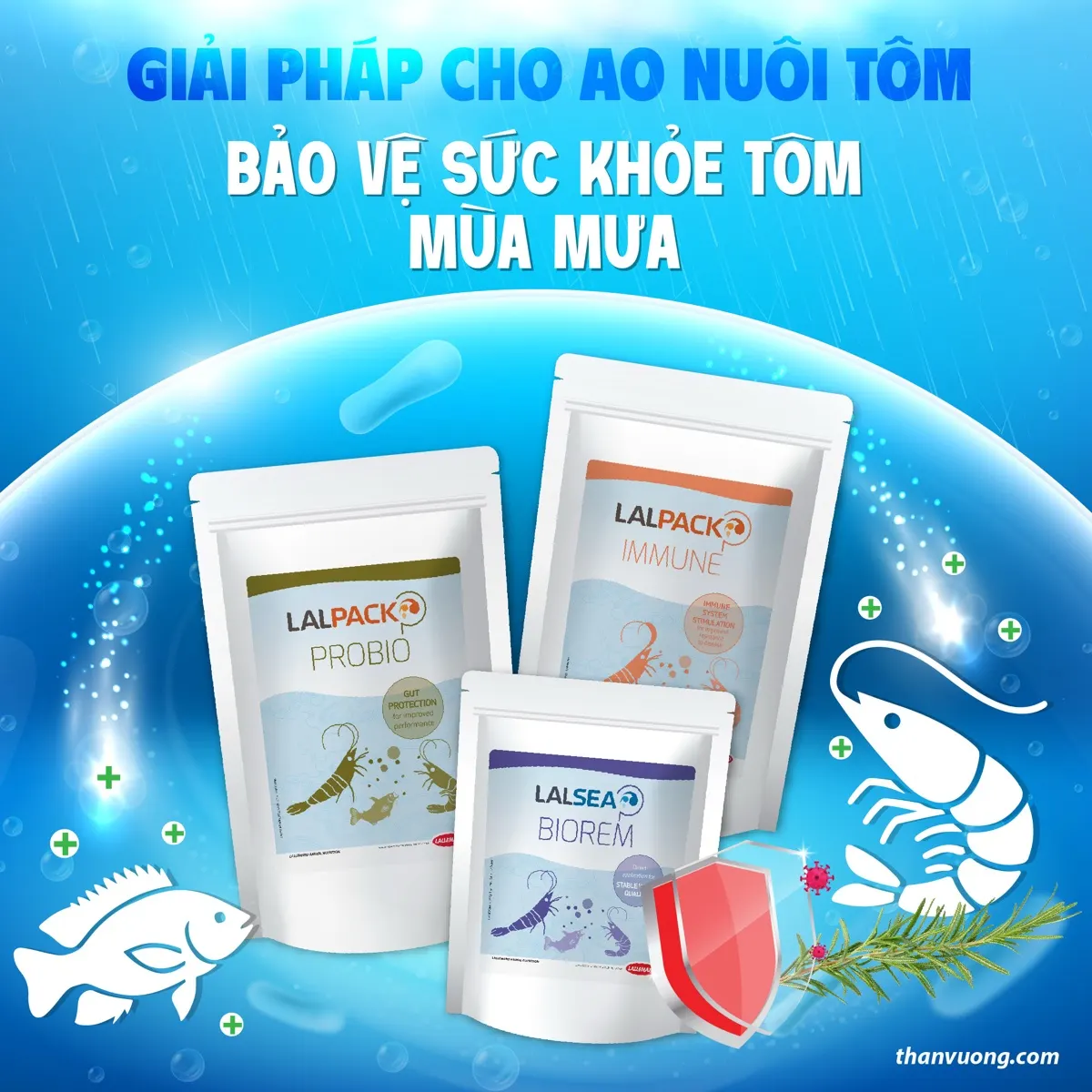 Bộ ba IMMUNE + PROBIO + BIOREM — phác đồ phòng bệnh chuẩn cho ao tôm hiện đại